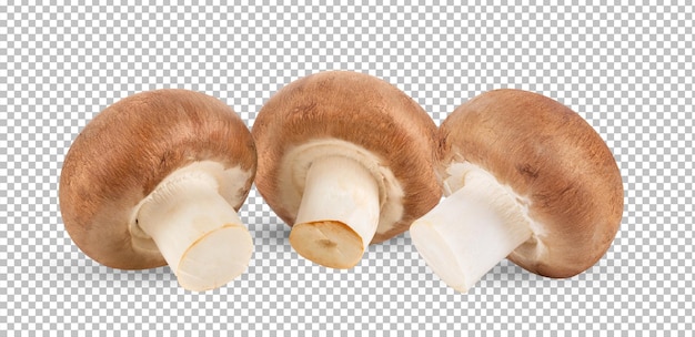 Funghi champignon isolati su strato alfa