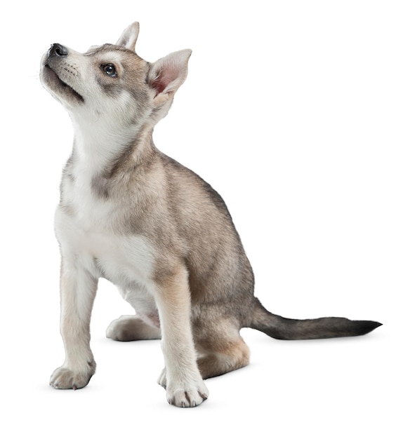 Charmante hondenportretten en poses voor liefhebbers van huisdieren en dierenliefhebbers
