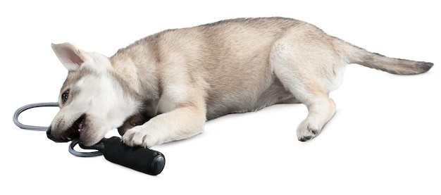 charming dog portraits and poses for pet lovers and animal enthusiast