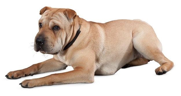 charming dog portraits and poses for pet lovers and animal enthusiast