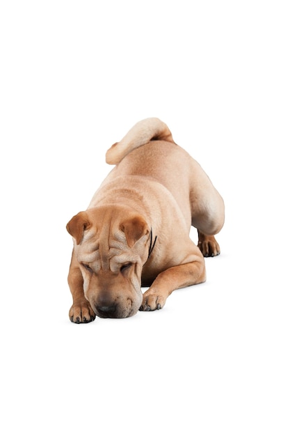 ペット愛好家や動物愛好家のための魅力的な犬の肖像画とポーズ