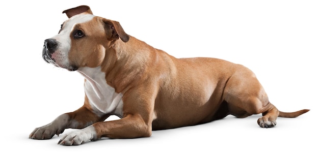 Charming Dog Portraits and Poses for Pet Lovers and Animal Enthusiast