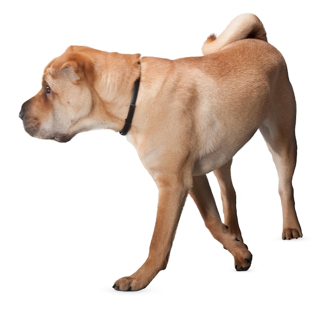 Charming Dog Portraits and Poses for Pet Lovers and Animal Enthusiast