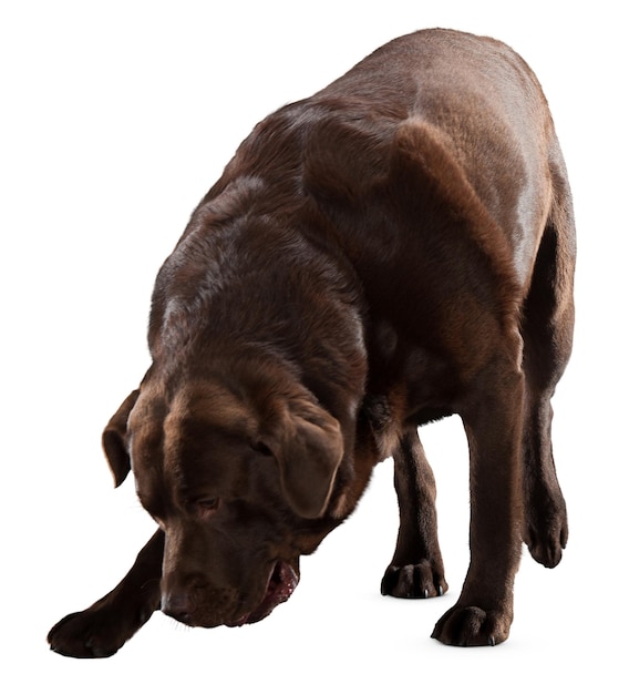 ペット愛好家や動物愛好家のための魅力的な犬の肖像画とポーズ
