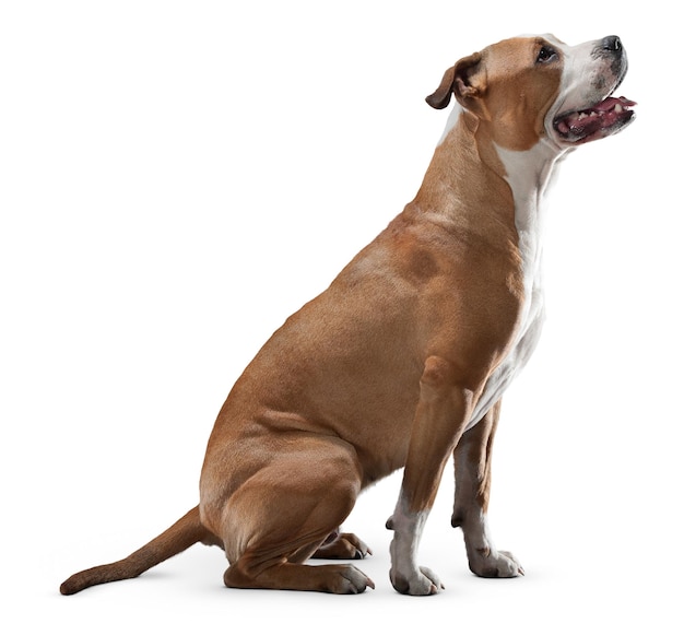 ペット愛好家や動物愛好家のための魅力的な犬の肖像画とポーズ