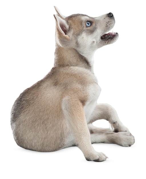 ペット愛好家や動物愛好家のための魅力的な犬の肖像画とポーズ