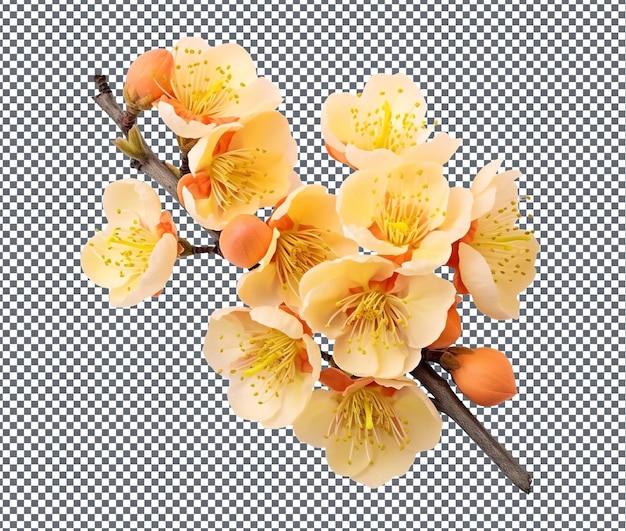 PSD charming golden plum blossom radiance isolated on transparent background