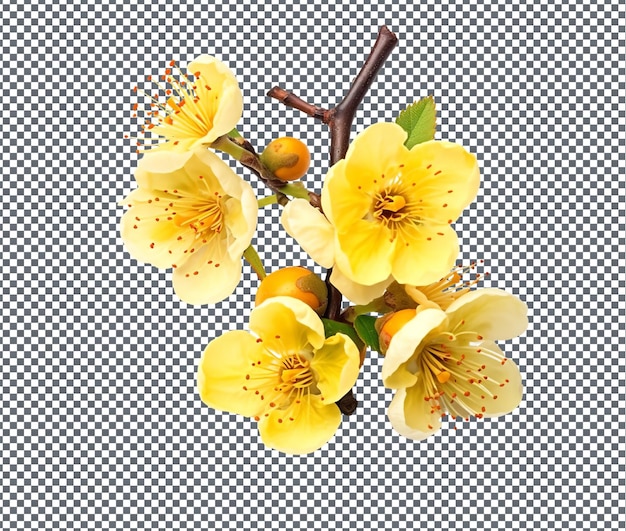 PSD charming golden plum blossom radiance isolated on transparent background