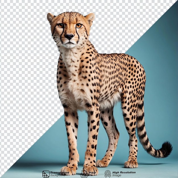 PSD cheetah geïsoleerd op transparante achtergrond