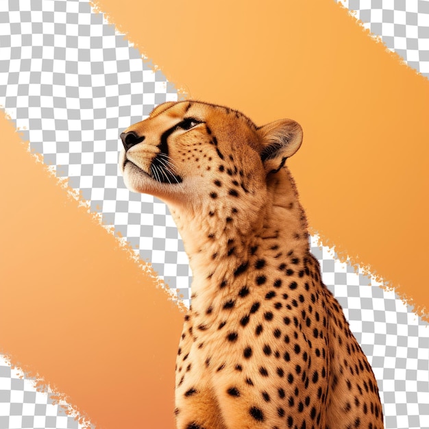 PSD cheetah isolated against transparent background