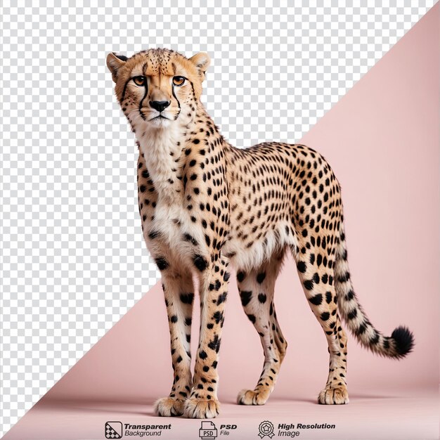 Gepardo isolato su sfondo trasparente