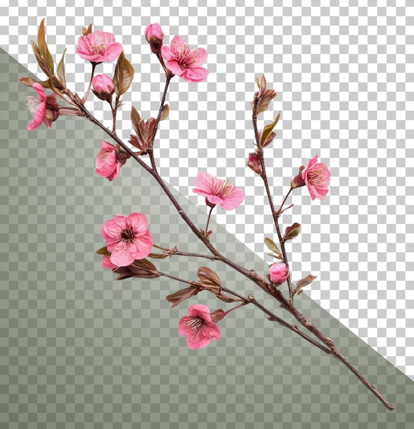 春季的樱花花枝与粉红色的花朵切出股票 png