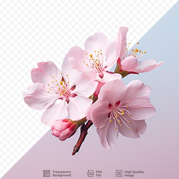 PSD cherry blossom flower