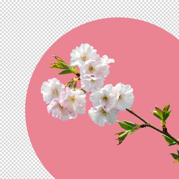 Cherry blossom isolated Psd.