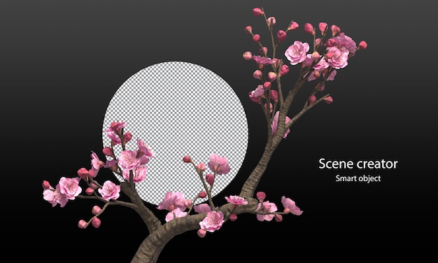 Cherry blossom trees and branches isolated sakura clipping path