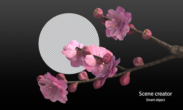 PSD cherry blossom trees isolated sakura trees and branches clipping path