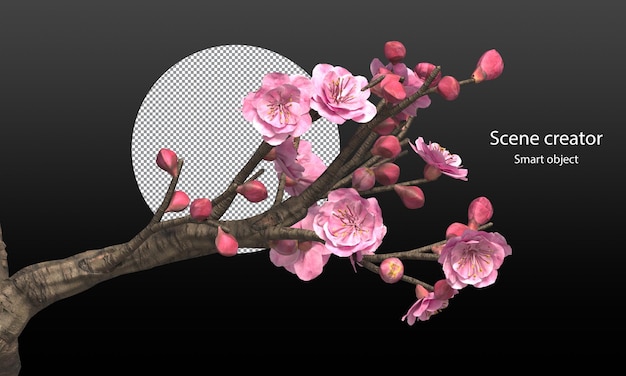 PSD cherry blossom trees isolated sakura trees and branches clipping path