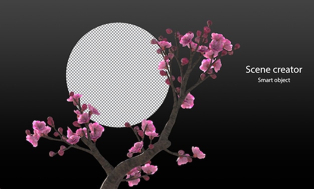 cherry blossom trees isolated sakura trees and branches clipping path