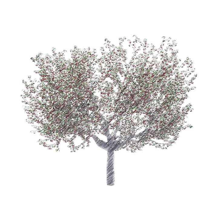 PSD cherry tree drawing isolated transparent background