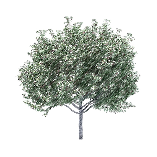 PSD cherry tree drawing isolated transparent background