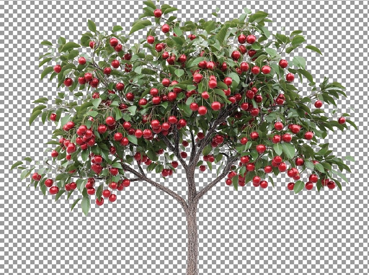 PSD cherry tree laden with ripe red fruit
