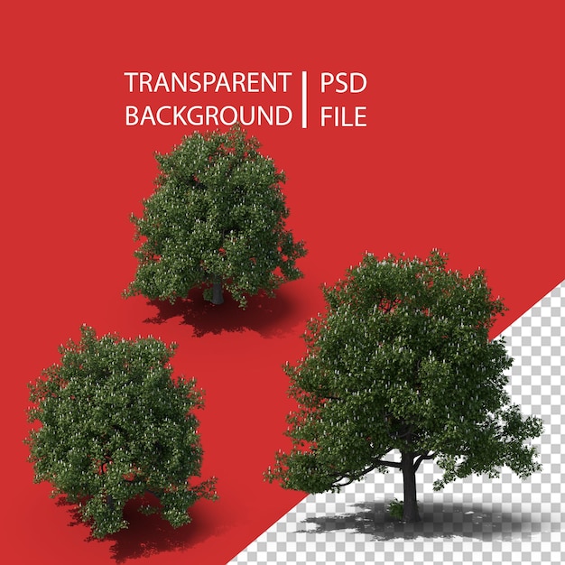 PSD chestnut tree png