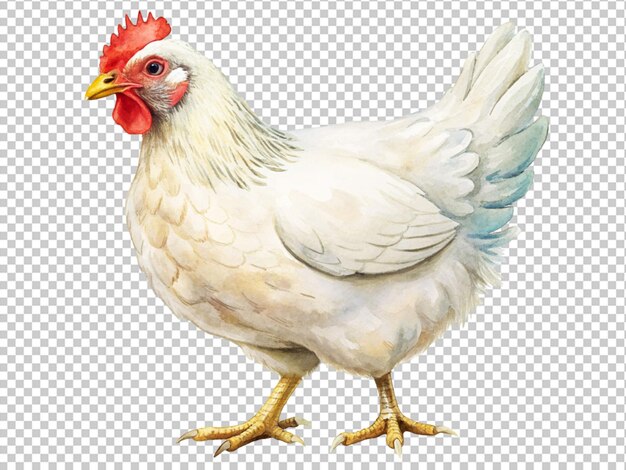 A chicken with a red head and a white body