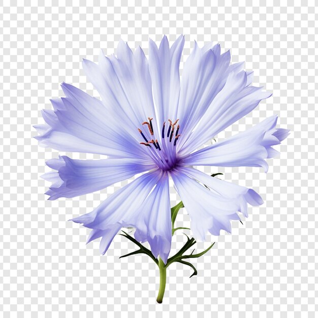 PSD chicory flower isolated on transparent background