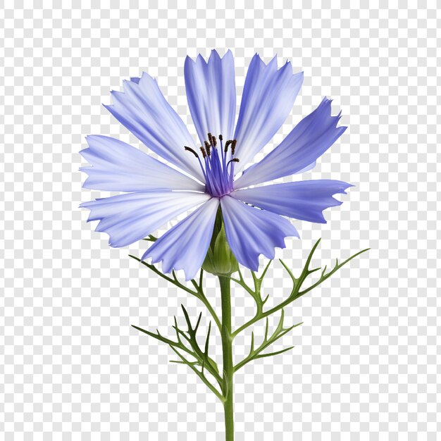 Chicory flower isolated on transparent background