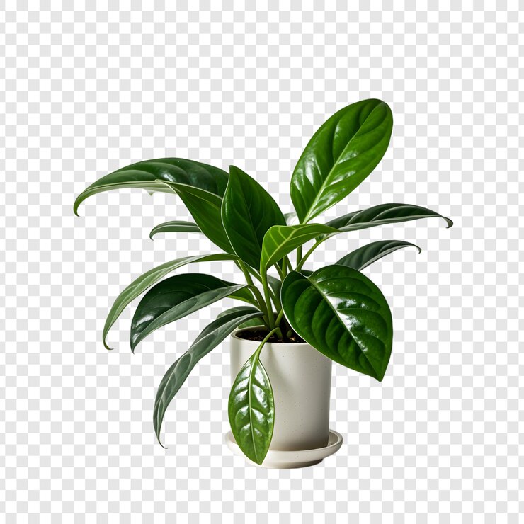 PSD chinese money plant isolated on transparent