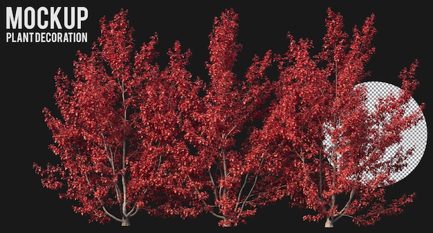 PSD chinese stewartia-bomen geïsoleerde rode bomen die weg knippen