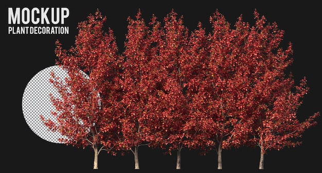 PSD chinese stewartia-bomen geïsoleerde rode bomen die weg knippen