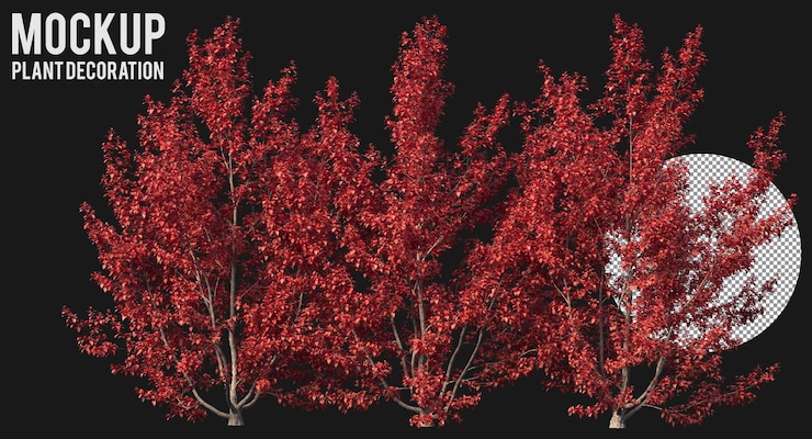 PSD chinese stewartia trees isolated red trees clipping path