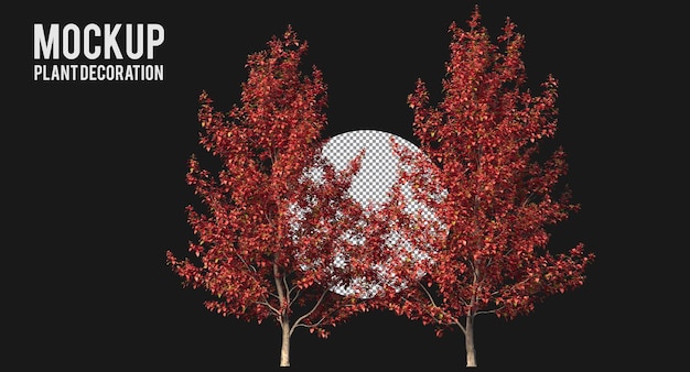 PSD chinese stewartia trees isolated red trees clipping path