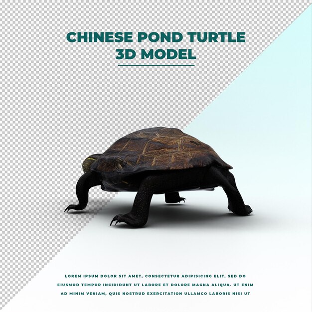 Chinese vijverschildpad