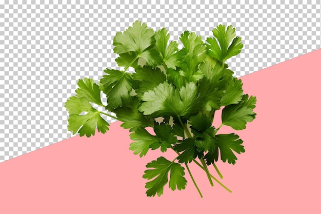 Chopped cilantro. isolated object