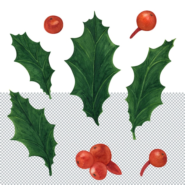 PSD christmas floral watercolor set with holly leaves