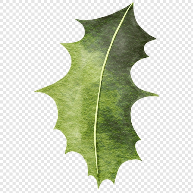 PSD christmas holly leaf clipart illustrations evergreen green leaves