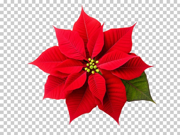 PSD fiore di natale poinsettia isolato su sfondo trasparente png psd