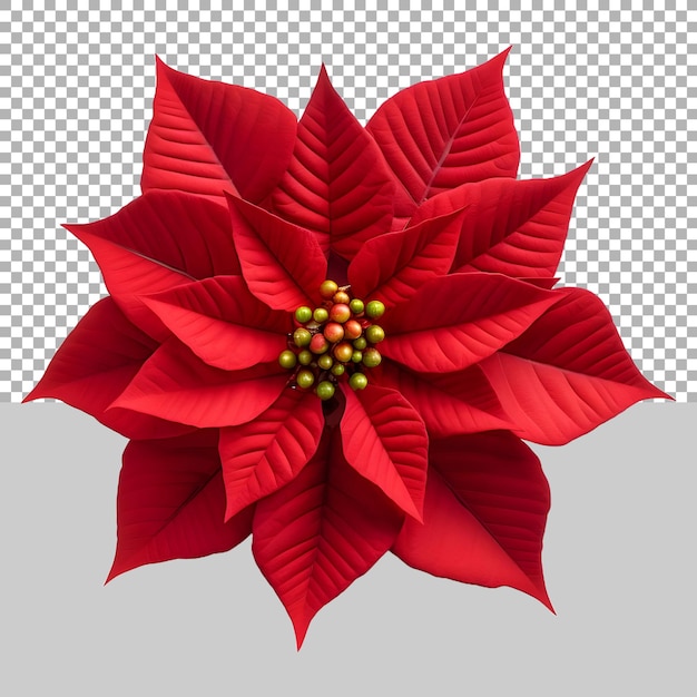 PSD christmas poinsettia flower on transparent background ai generated