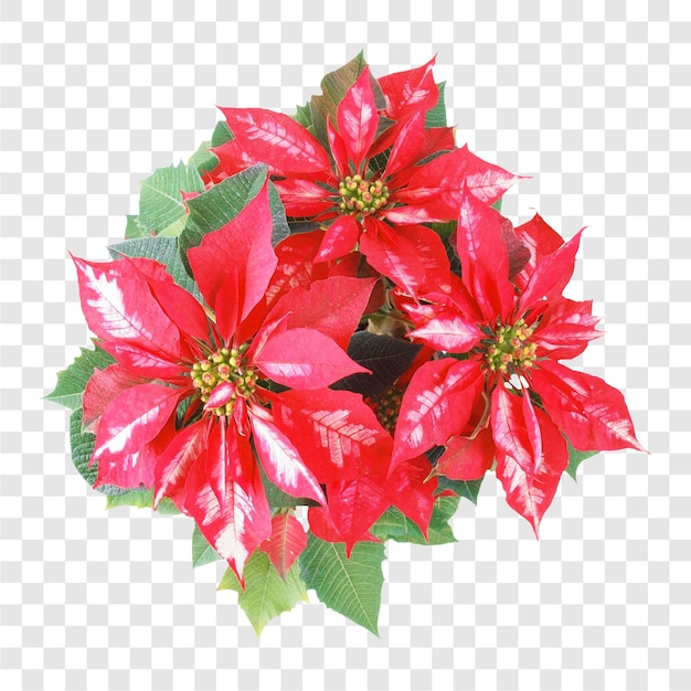christmas star poinsettia euphorbia pulcherrima plant transpar