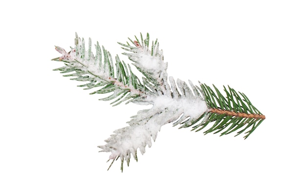 Christmas tree branch with snow on isolated white background winter holiday element greeting card