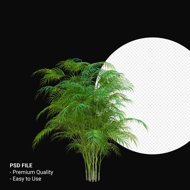 PSD chrysalidocarpus glaucescens 3d 렌더링 절연