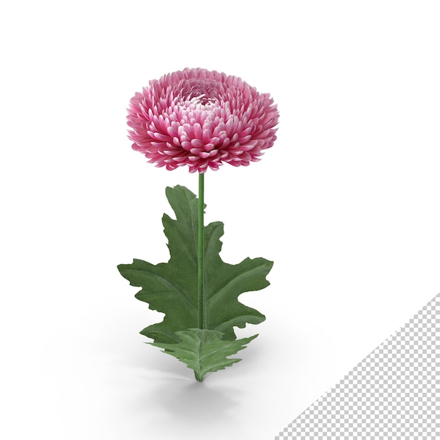 PSD chrysant bloem png