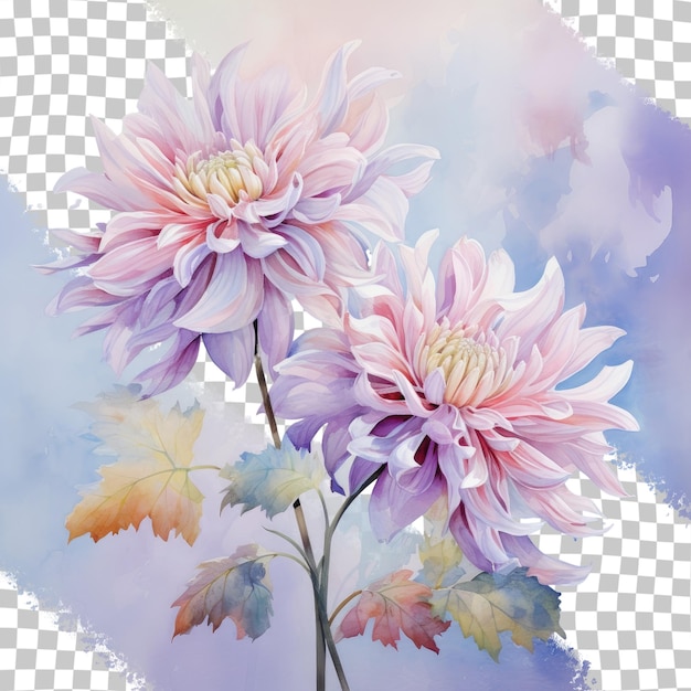 PSD chrysanthe transparent background