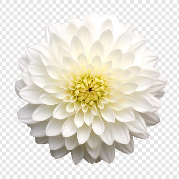 PSD png del fiore del crisantemo isolato su sfondo trasparente