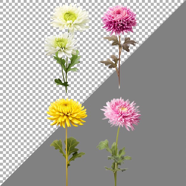 PSD chrysanthemum flower on transparent background ai generated