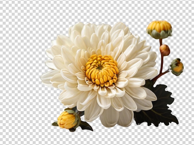 PSD chrysanthemum on transparent background
