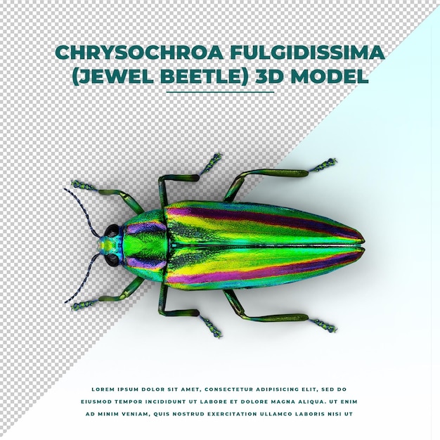 Жук-драгоценность chrysochroa fulgidissima