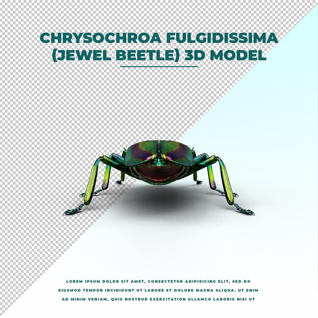 Chrysochroa fulgidissima juweelkever